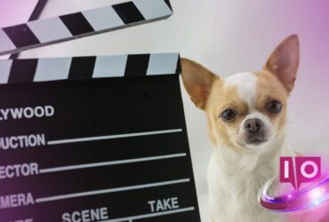 10 Najlepszych Filmów o Psach, Które Poruszą Twoje Serce (98% RT!)